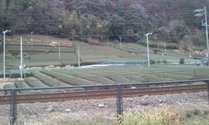 コテージ裏の大井川鉄道の線路と茶畑