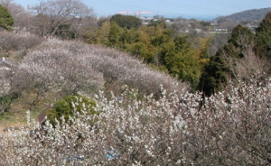 田浦梅林