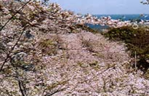 県立塚山公園