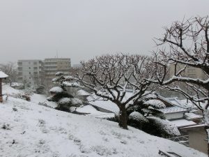 雪の木に降りかかれる情景