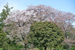 ふれあいの広場　不思議な光景（残花と爛漫の桜花）