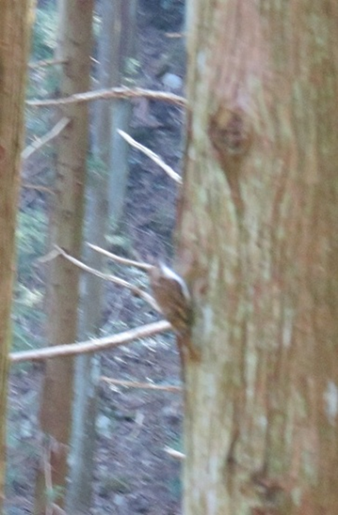 遍路鳥類図鑑 キバシリ