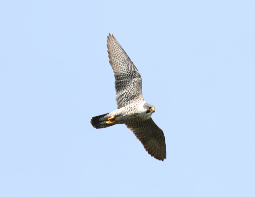ハヤブサ（サントリー「日本の鳥百科」より）