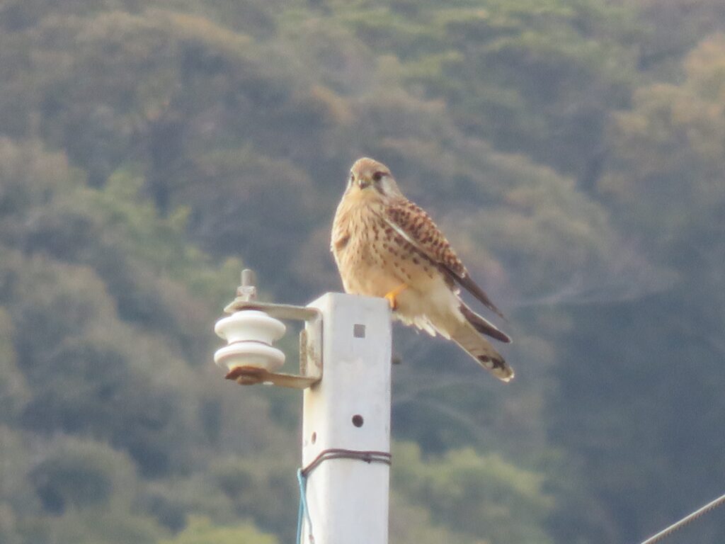 チョウゲンボウ（長元坊）