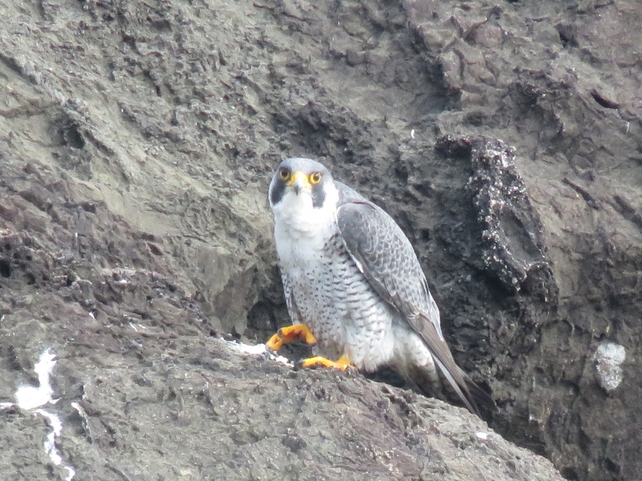 にらむハヤブサ